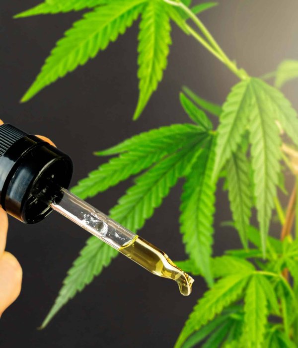 Les sites les plus recommandés pour l'achat de chanvre en France